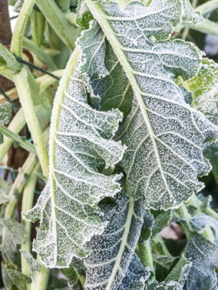frozen psb leaves