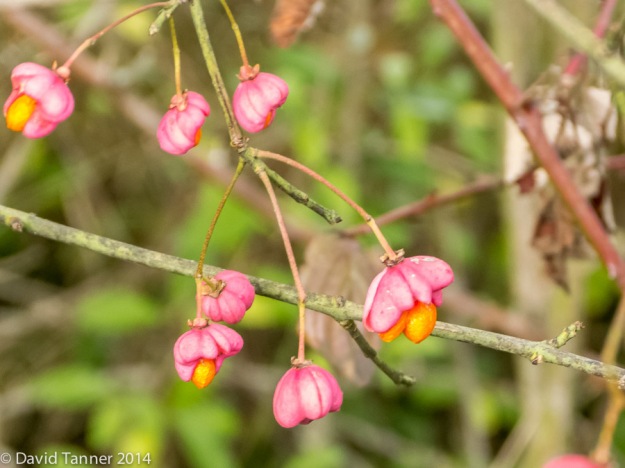 spindle tree