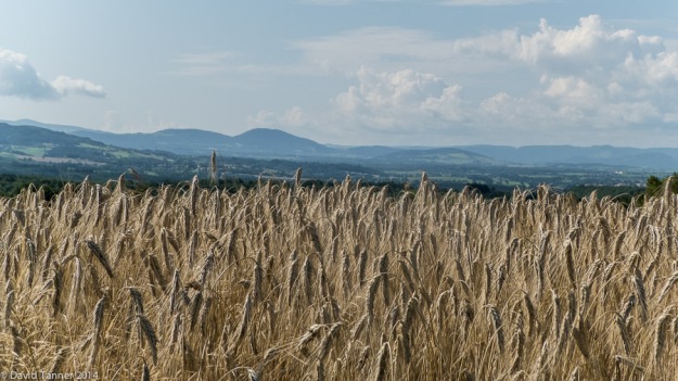 barley field at Vourlhat