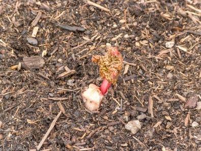 rhubarb peeps through